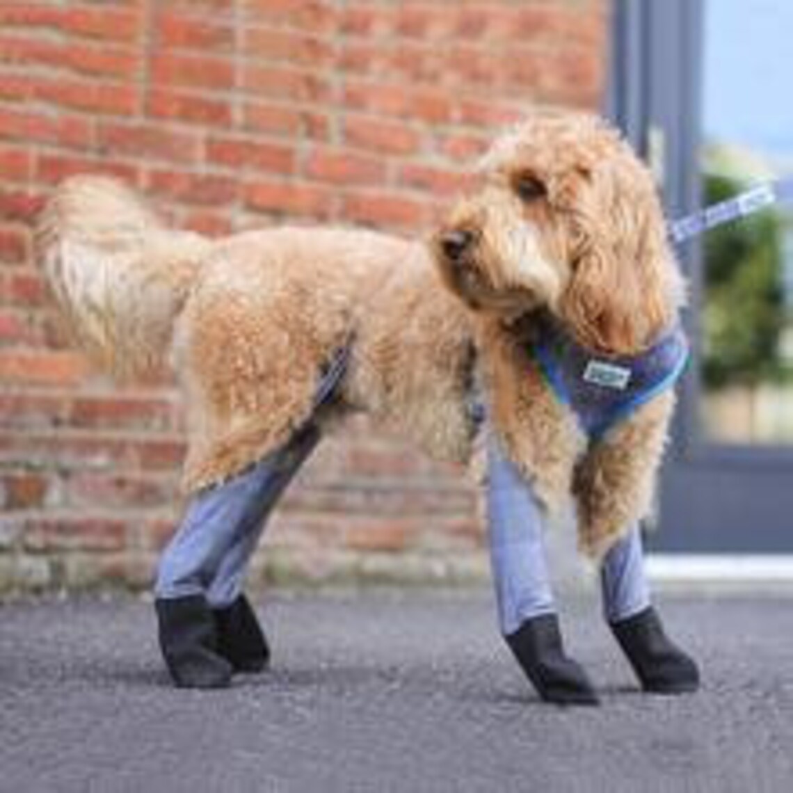 Medium Regular Fit Walkee Paws Waterproof Dog Leggings in Etsy