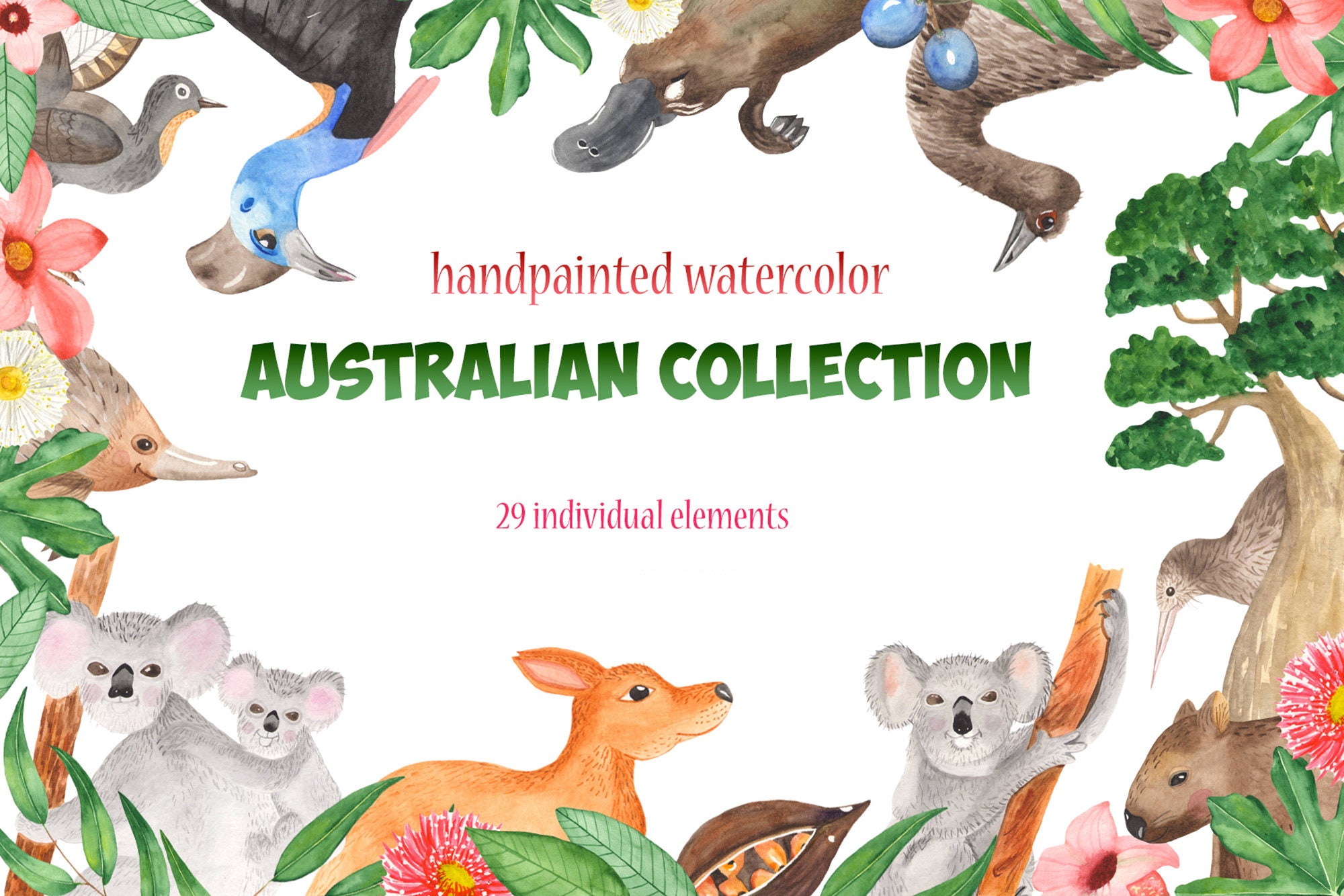 Australian Animals & Plants Illustration | Etsy