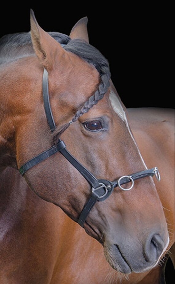Real Leather Academic Cavesson for Lunging and Riding Etsy