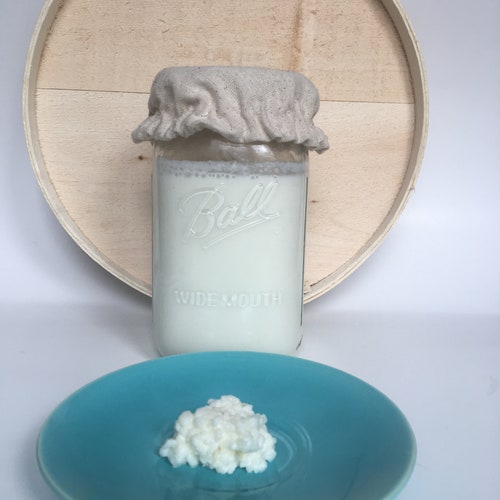 Milk Kefir Grains Raised in Organic Raw Grassfed Jersey Milk Etsy