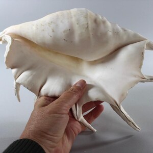 Large Vintage Spider Conch Shell | Natural Lambis Sea Shell | Coastal Home Decor | Nautical Beach House Ornament | Cabinet of Curiosities