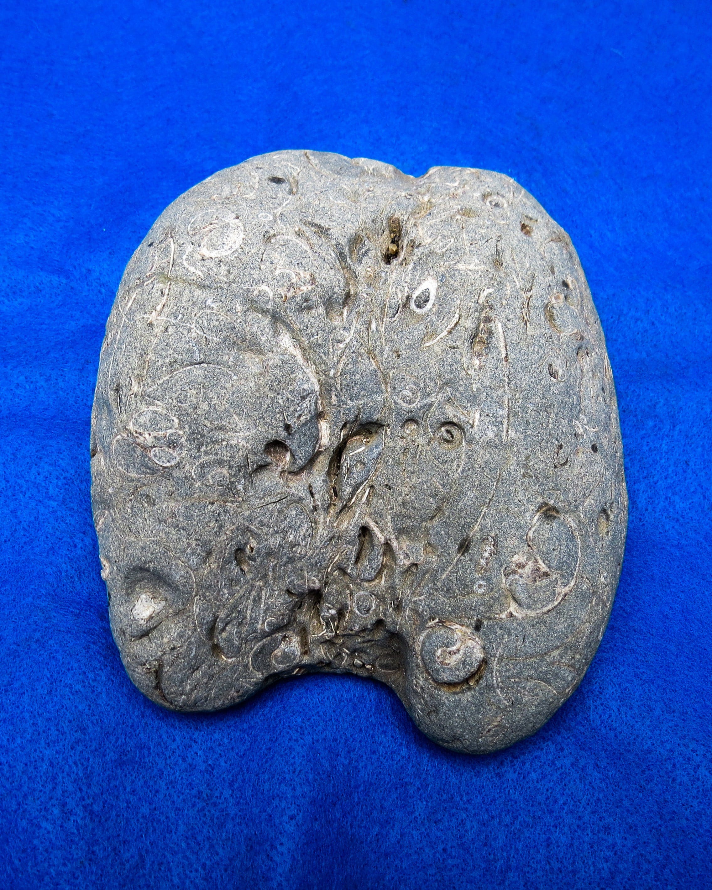 Beach Fossil Rock Filled With Real Sea Shell Fossils Etsy