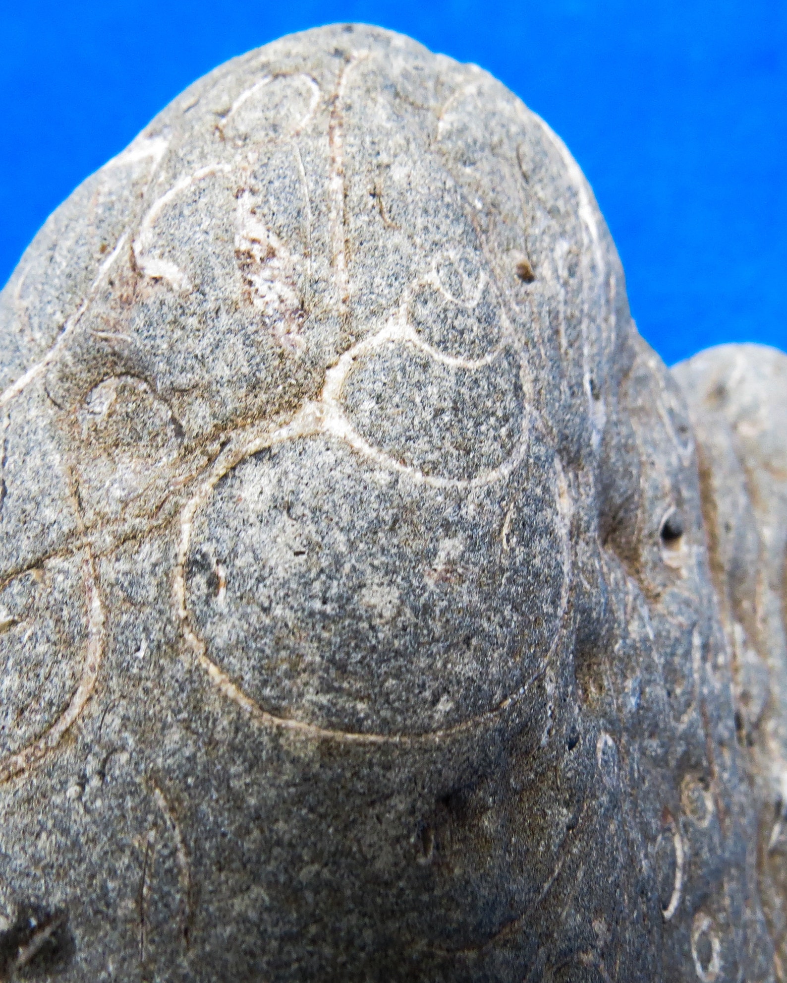 Beach Fossil Rock Filled With Real Sea Shell Fossils Etsy