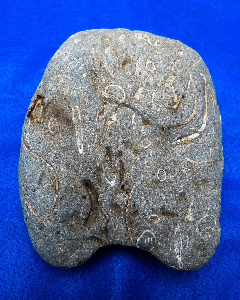 Beach Fossil Rock Filled With Real Sea Shell Fossils Etsy