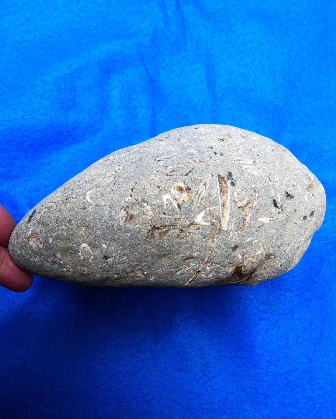 Beach Fossil Rock Filled With Real Sea Shell Fossils Etsy