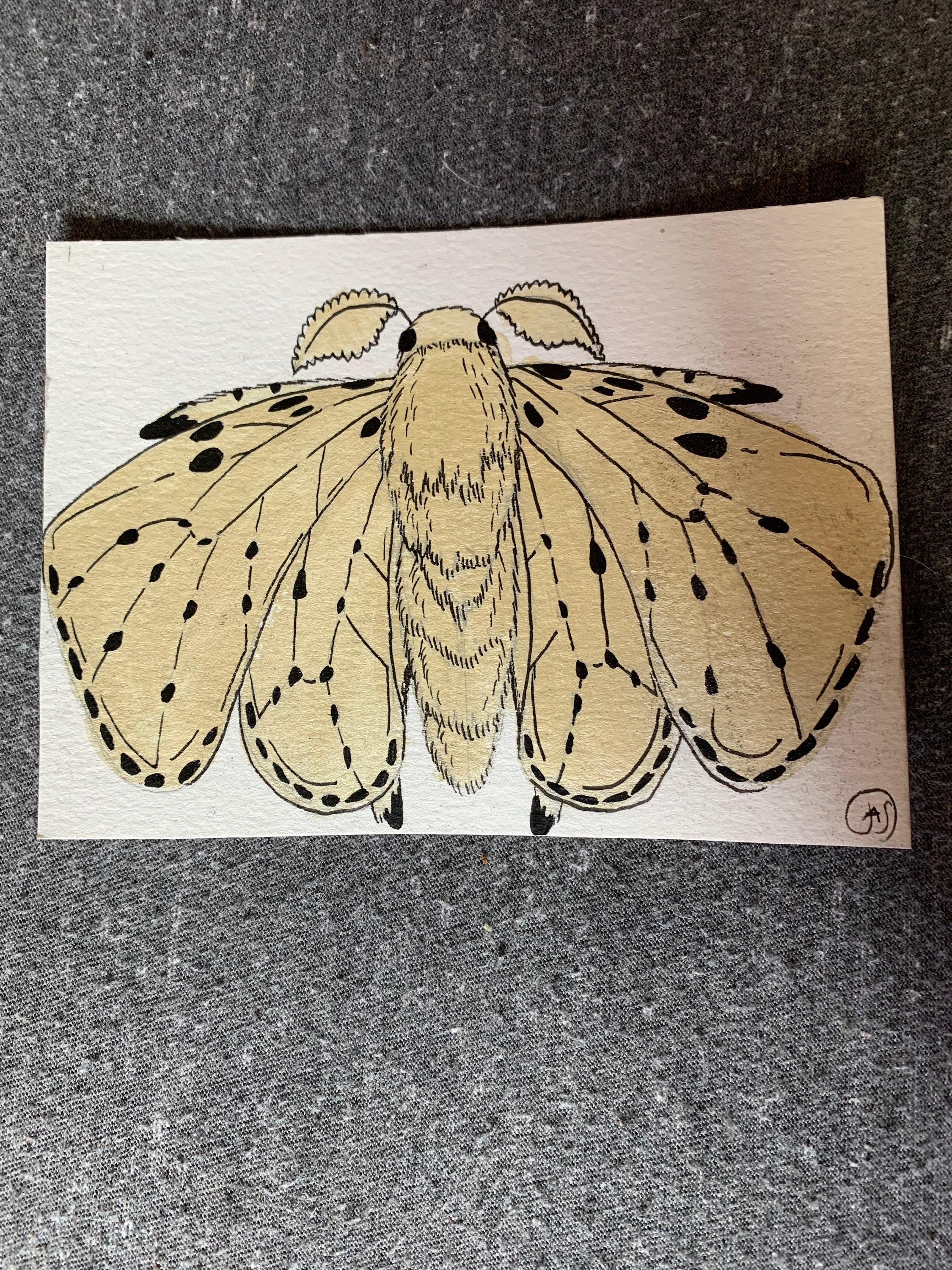 Venezuelan Poodle Moth Etsy
