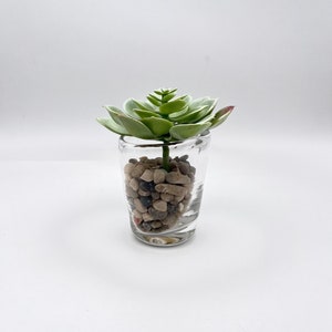 May include: A small succulent plant in a clear glass vase filled with decorative stones. The plant has green leaves and is arranged in a circular shape.