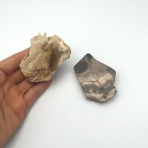 Petrified Wood Slabs, PETRIFIED WOOD Slices, crystal slab, Two Petrified Wood Slabs or Slices, Spiritual, Metaphysical, Crystal