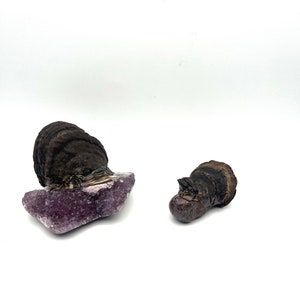 May include: Two pieces of amethyst crystal, one with a dark brown mushroom-shaped rock on top, the other with a smaller mushroom-shaped rock on top.