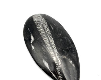 Black Orthoceras Plaques, ORTHOCERAS FOSSIL CRYSTAL, ancient fossil, crystal 7inch