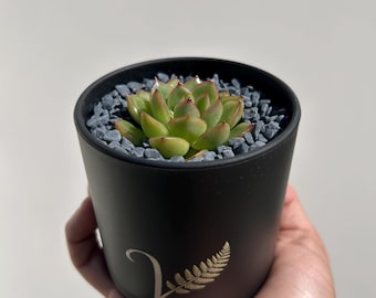 Caja de regalo curada