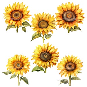 Set of 12 Watercolor Sunflower Digital Clipart, Sunflower Sublimation PNG, Sunflower Printable Nursery Wall art, Digital Download