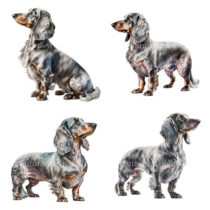 Aquarell Dackel Sublimation Clipart, Dackel PNG, Silber Dackel druckbare Wandkunst, digitaler Download