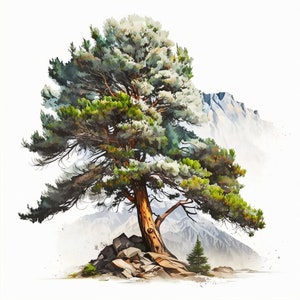 PNG dell'acquerello dell'albero di pino, clipart di sublimazione dell'albero di pino, download digitale della decorazione della parete dell'albero di pino