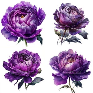 Aquarell Lila Pfingstrose Digital Clipart, Lila Pfingstrose Sublimation PNG, Lila Pfingstrose druckbare Wandkunst