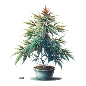Aquarel cannabisplant PNG, wietplant digitale clipart, marihuanaplant sublimatie decor, digitale download
