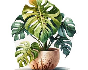 monstera thai constellation near me Monstera 'Thai Constellation' – Hey Rooted main image 0