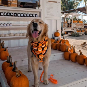 Puede incluir: Un perro golden retriever con un pañuelo negro y naranja con estampado de calabaza se encuentra frente a un puesto de madera blanco con calabazas. El perro lleva una correa y tiene la lengua fuera. El puesto tiene un letrero que dice "Tinez Farms" y un menú con precios.
