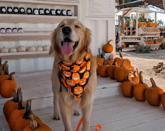 Citrouilles phosphorescentes - Bandana pour chien