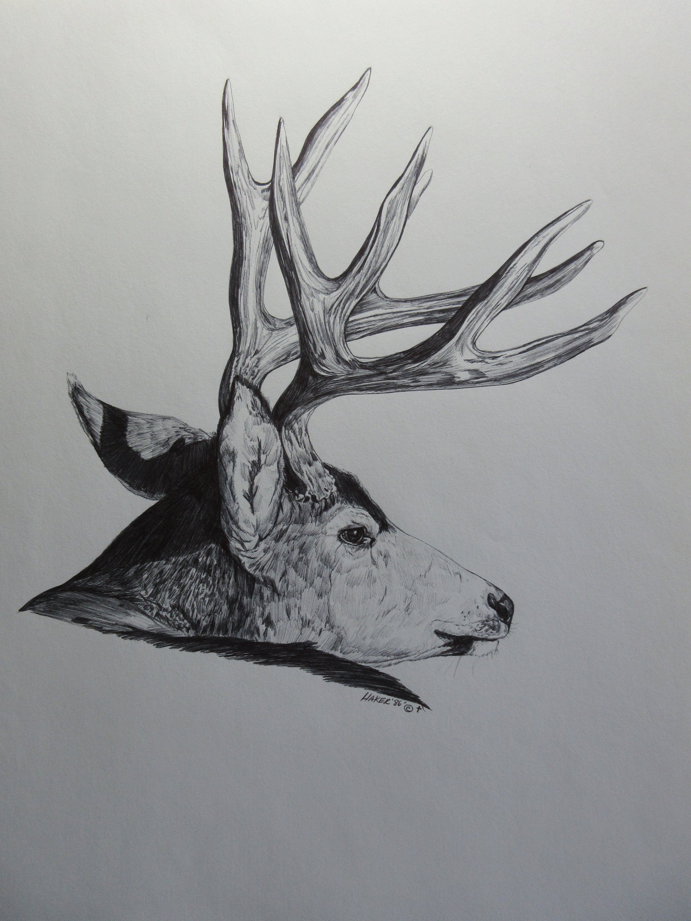 Sketchpage - Mule deer and whitetail antlers by BeckyKidus on