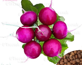 Purple Plum Radish Seeds - Purple skin White Flesh Radish Seeds | Vegetable Seeds | Treevales