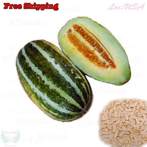 Fragrant Musk Melon seeds, Dưa Gang, Thai Long Muskmelon | Non-GMO, Organic| Treevales