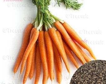 Little Fingers Carrot - Daucus Carota SEEDS | Vegetable Seeds | Treevales