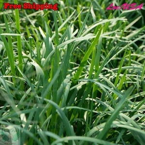 Garlic Chives, Chinese Chives, Chinese Leek SEEDS | Non-GMO, Organic | Treevales