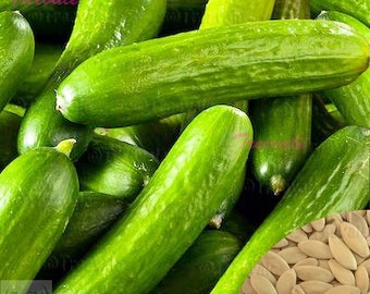 Tendergreen Burpless Cucumber, Burpless Sweet Cucumber SEEDS | Vegetable Seeds | Treevales