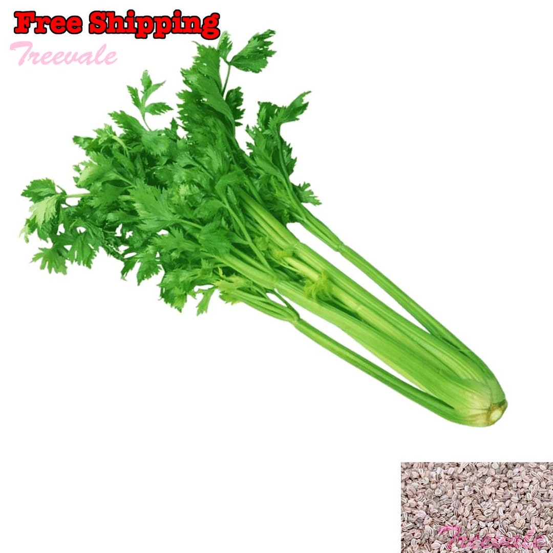 Chinese Celery, Green Leaf Celery, Nan Ling Celery, Kintsai SEEDS Non