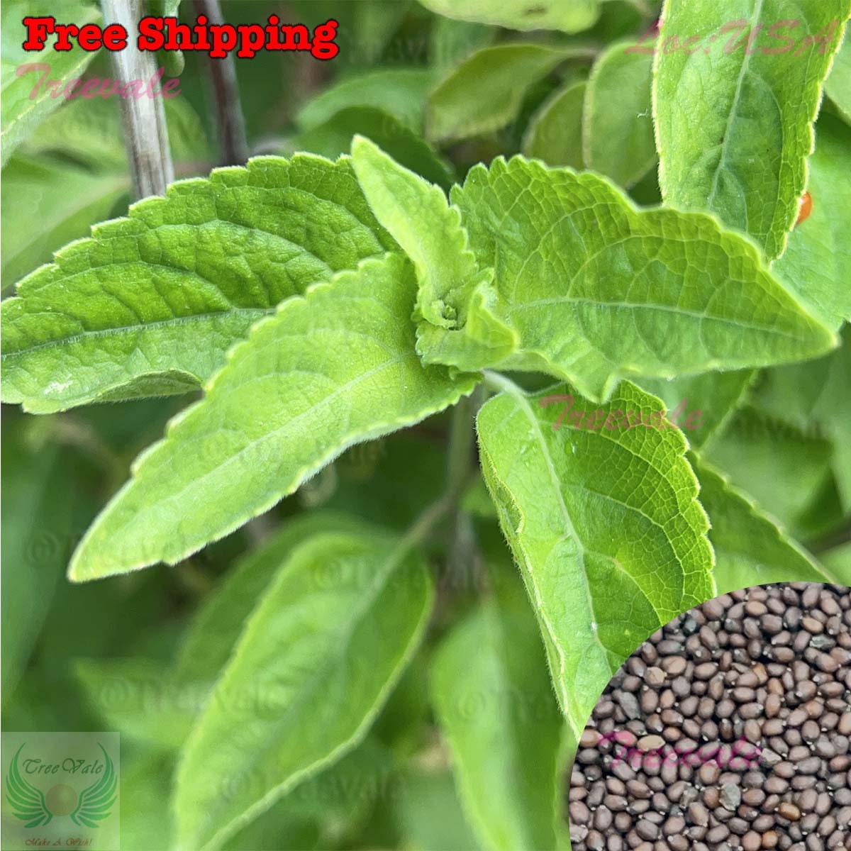 Holy Basil Green Leaf, Green Thai Basil, Tulsi Basil SEEDS NONGMO