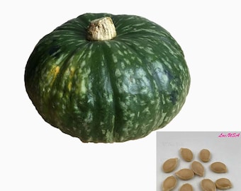 JAPANESE KABOCHA SEEDS- Pumpkin Winter Squash heirloom seeds - Green Pumpkin Seeds - Free Shipping