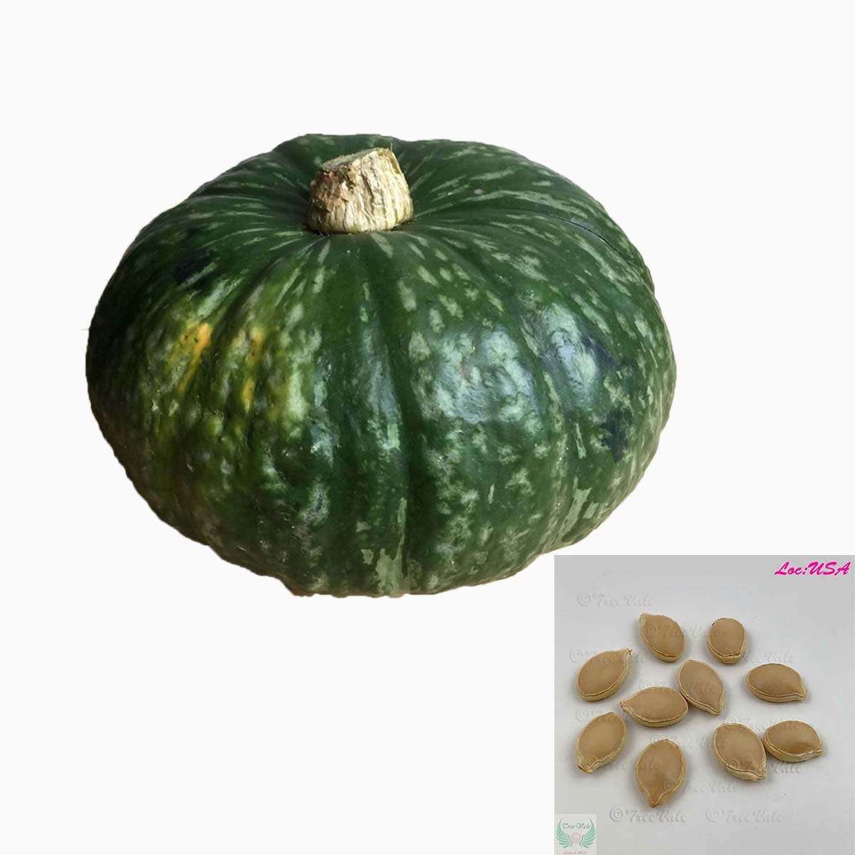 10 Lakota Squash / Japanese Kuri Pumpkin Seeds – Fresh 2023 Fall Harvest-484527