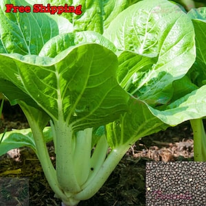 Canton Pak Choi - Long White Stem, Taisai, Pak Choy, Bok Choy, Chinese Cabbage SEEDS | Non-GMO, Organic | Treevales