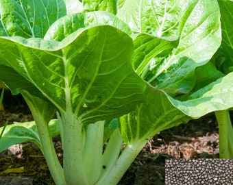 Canton Pak Choi - Long White Stem, Taisai, Bok Choy, Chinese Cabbage SEEDS | Non-GMO, Organic | Treevales