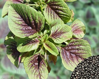 thumbnail image 2 of Red Garnet Amaranth Seeds - 1000+ Amaranthus Tricolor Annual Flower Seeds, NON-GMO, USA 2 of 10