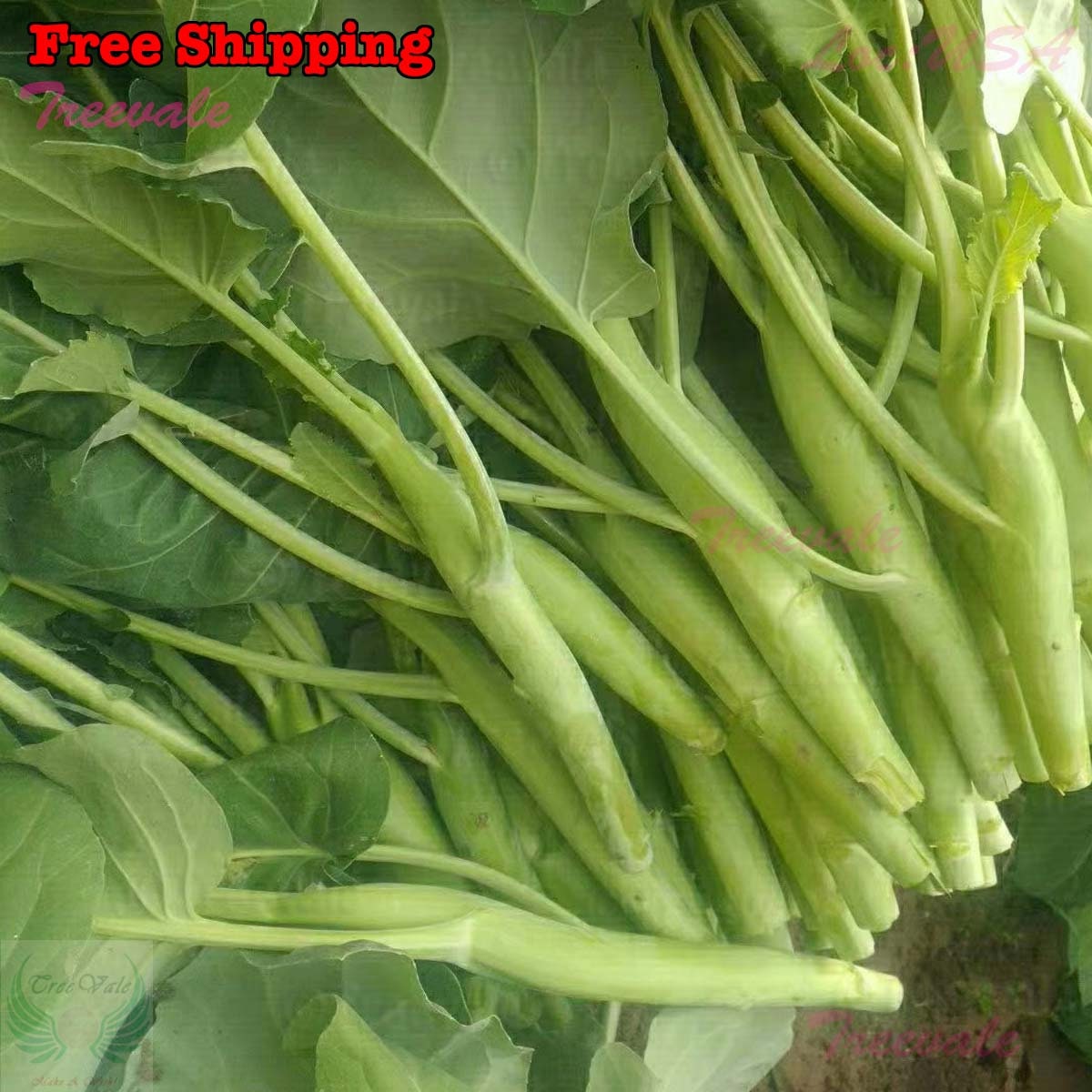 Chinese Broccoli, Whiteflowering Broccoli, Kailan, Chinese Kale SEEDS nongmo, Organic