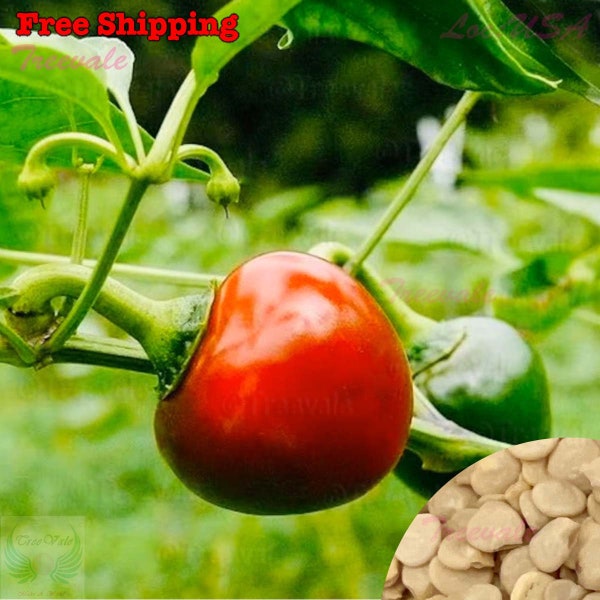 Red Hot Cherry Pepper SEEDS | Cherry Bomb Pepper,  Pickled Cherry Pepper SEEDS | Non-GMO, Organic | Treevales