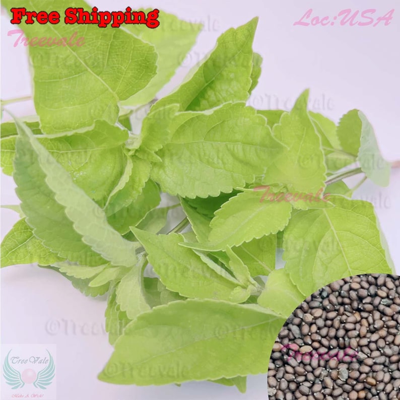 Holy Basil Green Leaf, Green Thai Basil, Tulsi Basil SEEDS NONGMO