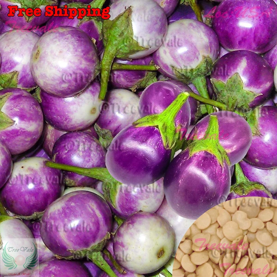 Round Purple Eggplant Seeds Thai Baby Eggplant, Indian Eggplant Seeds