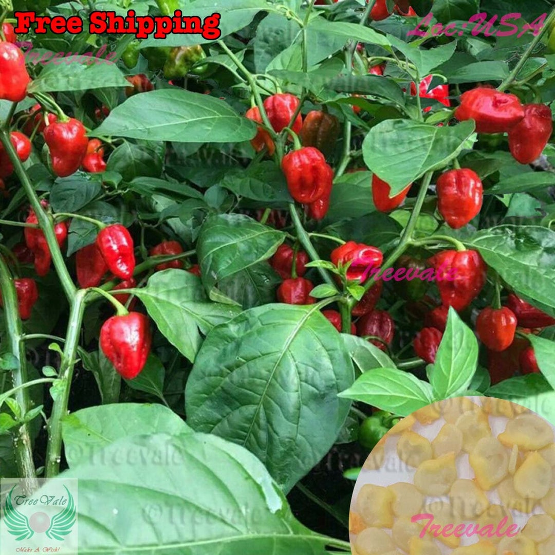 Pepper Red Habanero Seed - Harris Seeds