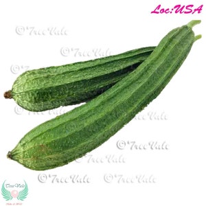 Angled Luffa REDGED GOURDS sponge gourds Chinese Okra Luffa acutangula Seeds - Treevales