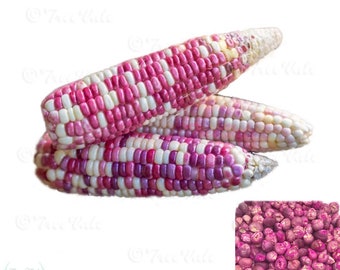 25+ Organic Sticky Waxy Sweet White Purple Corn Seeds NON-GMO Heirloom - Free Shipping