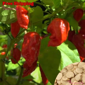 Ghost Pepper SEEDS | Ghost Chili, Red Bhut Jolokia SEEDS | Non-GMO, Organic | Treevales