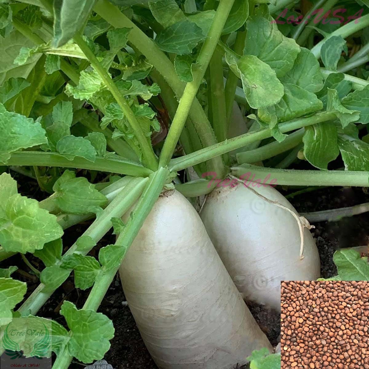 5 LBS TROPHY DAIKON FORAGE RADISH SEED FOR DEER FOOD PLOT BRASSICA DEER