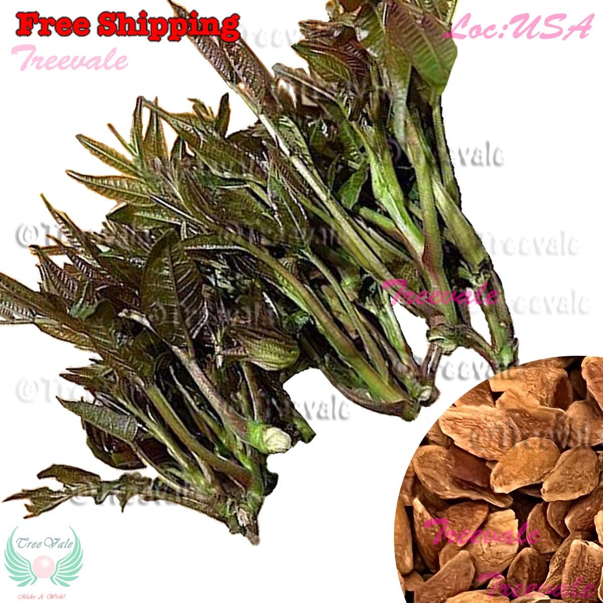 Chinese Toon, Chinese Mahogany, Chinese Cedar, Beef Onion Plant, Red Toon SEEDS | Non-GMO, Organic | Treevales