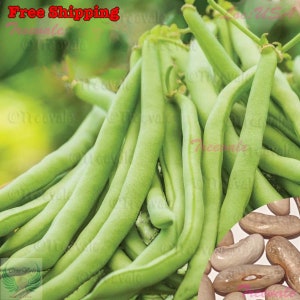 May include: Close-up of fresh, vibrant green string beans, showcasing their slender, elongated shape. The image also includes a small cluster of dried beans, offering a contrast in color and texture. A healthy, natural food product.