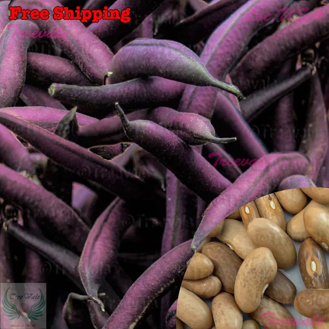 Royal Burgundy Bush Bean Seeds- Purple Pod Snap Bean Seeds | Vegetable ...