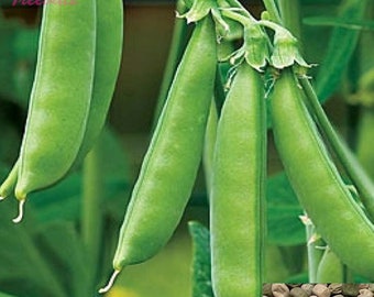 Snap Pea, Sugar Snap Pea Seeds | Non-GMO, Organic | Treevales