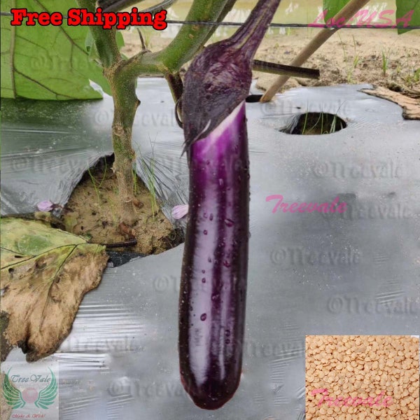 Chinese Eggplant, Purple Shine, Long Purple Eggplant, Aubergine Vegetable SEEDS | Non-GMO, Organic | Treevales